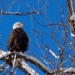 Bald Eagle Days Flying In TODAY!