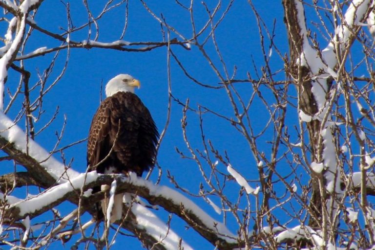 Bald Eagle Days Flies Into Rock Island Today Quad Cities >