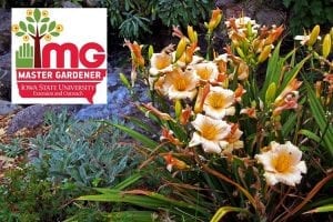 Get Into The Art Of Gardening