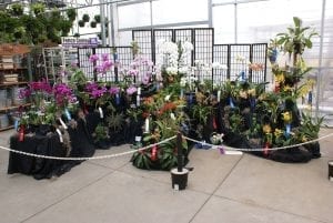 Orchid Society Show In Bloom At Botanical Center