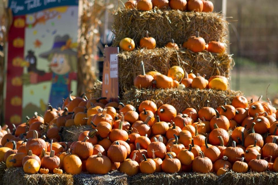 Celebrate with Illinois' Corn Crib Nursery at Family Fall Festival! Quad