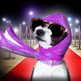 Make Your Dog Famous at PawParazzi at the Putnam!