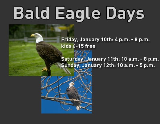 Bald Eagle Days Landing in the Quad Cities | Quad CitiesQuadCities.com