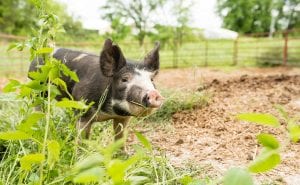 Leatherneck Country Meats Offering New Pork Product this Fall