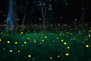 Sunday Funday with Fireflies
