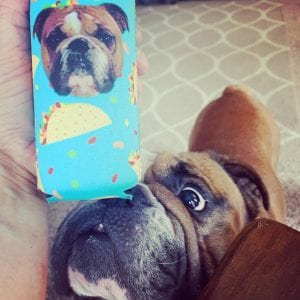 Meet Cheese, Our Pupper Of The Week