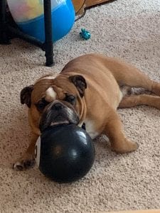 Meet Cheese, Our Pupper Of The Week