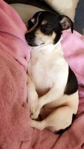 Meet Diesel, Our Pupper Of The Week!