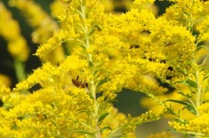 Master's Degree Project by WIU Alumnus Attracts Endangered Bee Species