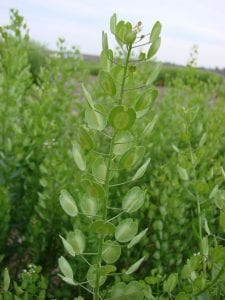 Going Green With A Grant! WIU School of Agriculture Helping Create The Future Of Biofuels
