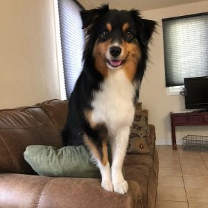 Meet Our Pupper Of The Week... Mabel!