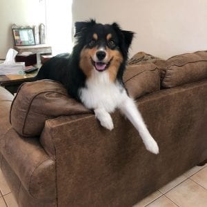 Meet Our Pupper Of The Week... Mabel!