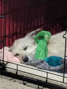 Meet Our Pupper Of The Week... Sophie!