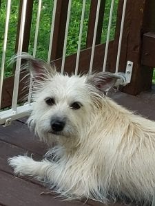 Meet Our Pupper Of The Week... Sophie!