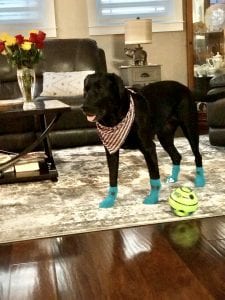 Meet Hale Koa, Our PUPPER OF THE WEEK!