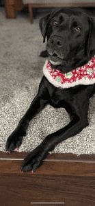 Meet Hale Koa, Our PUPPER OF THE WEEK!