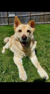 Meet Our Pupper Of The Week... Gus!