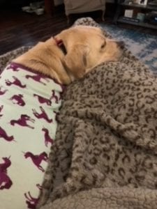 Meet Elliott, Our New PUPPER OF THE WEEK!