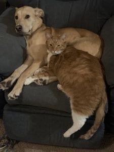 Meet Our Pupper Of The Week: Coda!