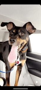 Meet Our PUPPERS OF THE WEEK, Nina And Skylar!