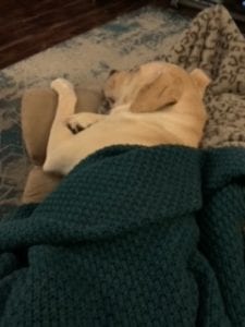 Meet Elliott, Our New PUPPER OF THE WEEK!