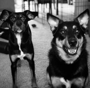 Meet Our PUPPERS OF THE WEEK, Nina And Skylar!