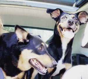 Meet Our PUPPERS OF THE WEEK, Nina And Skylar!