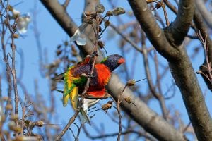 Davenport's Putnam Museum Aims to Help Protect Bird Populations With New Exhibit