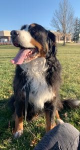 Meet Our Pupper Of The Week... Hattie!