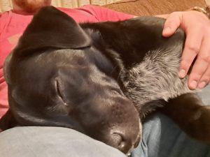 Meet Our Latest Pupper Of The Week... Apollo!