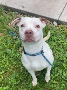 Looking To Adopt A New Dog? Meet Miss Marley, Our Latest Pet Of The Week!