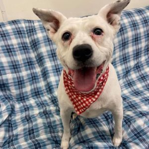 Looking To Adopt A Dog? Meet Ladybug, Our Pet Of The Week!