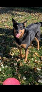 Meet Our Puppers Of The Week: Nina And Skylar!