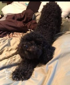 Meet Our New Pupper Of The Week, SlinkyDog!