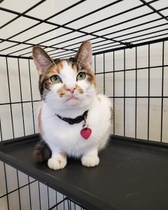 Looking To Adopt A New Kitty? Meet Our Pet Of The Week!