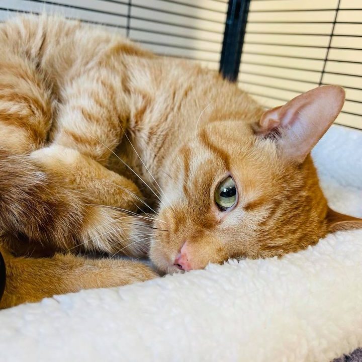 Looking To Adopt Some Pets? Meet Our Pets Of The Week! Quad Cities >