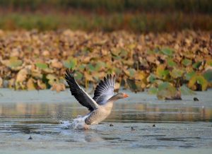 Nahant Marsh Holding Family-Friendly Events During October