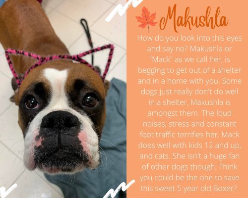 Meet Our New Pet Of The Week... Mackushla