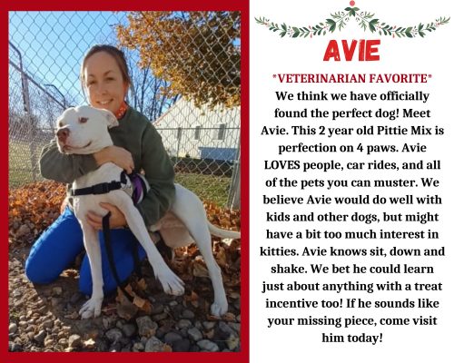 Meet Our Latest Pet Of The Week... Avie!