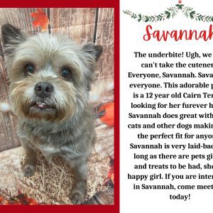 Meet Our Pet Of The Week... Savannah!