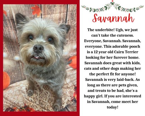 Meet Our Pet Of The Week... Savannah!