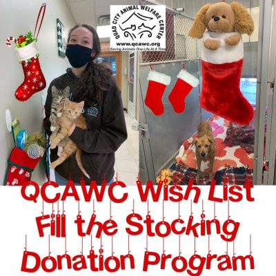 Looking To Adopt A Cat? Meet BUBBA, Our Pet Of The Week!