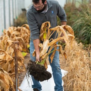 Ginger, Turmeric Harvested as Alternative Research Crops at Western Illinois University