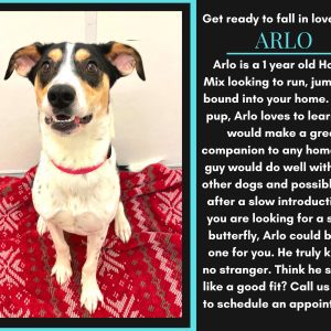 Looking For A New Doggo? Meet Our Pet Of The Week... Arlo!