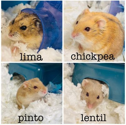 Meet Our Illinois Pets Of The Week... Lima, Chickpea, Pinto And Lentil!