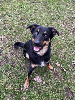 Meet The Latest Illinois Pet Of The Week... Duke!