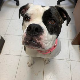 Meet Our Latest Illinois Pet Of The Week... Maggie!