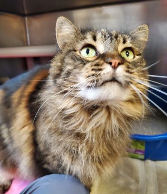 Meet Our Iowa And Illinois Pet Of The Week... Pepper!