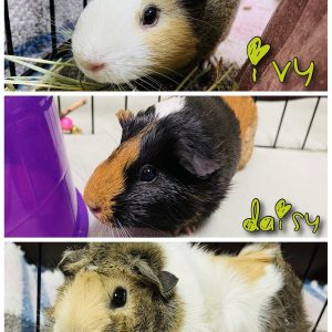 Meet The New Illinois And Iowa Pets Of The Week... Ivy, Lily And Daisy!