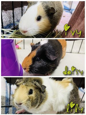 Meet The New Illinois And Iowa Pets Of The Week... Ivy, Lily And Daisy!